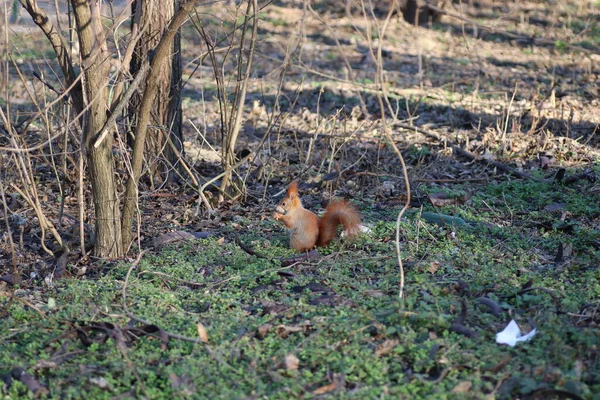 春天红松鼠在树上 — 图库照片