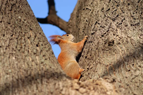 Άνοιξη Κόκκινο Σκίουρος Ένα Δέντρο — Φωτογραφία Αρχείου