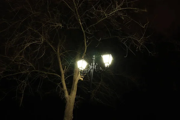 Фонарь Ночью Освещающий Ветви Деревьев — стоковое фото