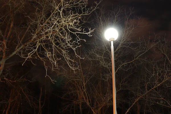 Ліхтар Вночі Освітлює Гілки Дерева — стокове фото