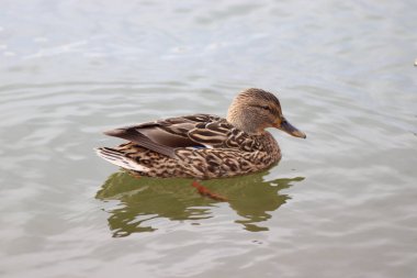 Nehrin kıyısında eğil, bej ördek