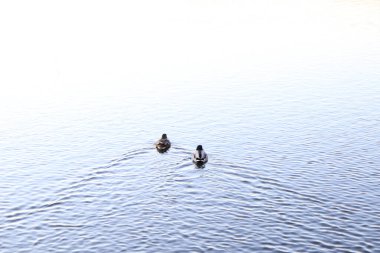 Nehrin kıyısında eğil, bej ördek