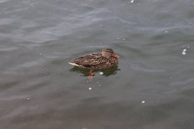 Nehrin kıyısında eğil, bej ördek