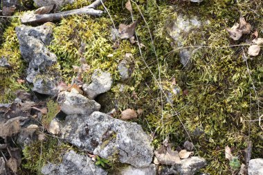 Gri taşlar üzerinde yosun, arka plan, gri ile yeşil