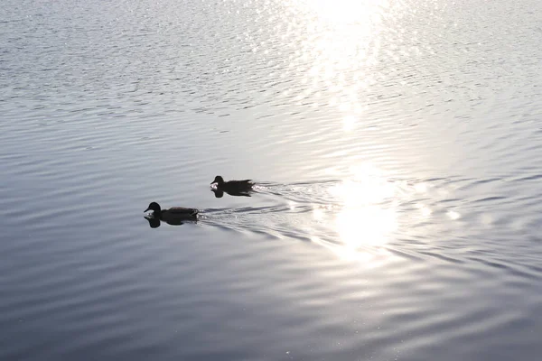 Pato Junto Rio Pato Bege — Fotografia de Stock