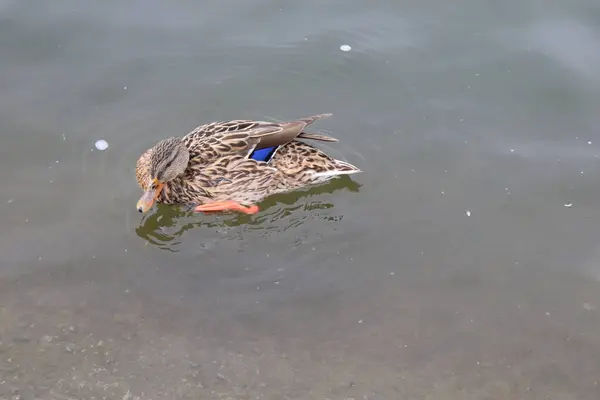 강변의 베이지 — 스톡 사진