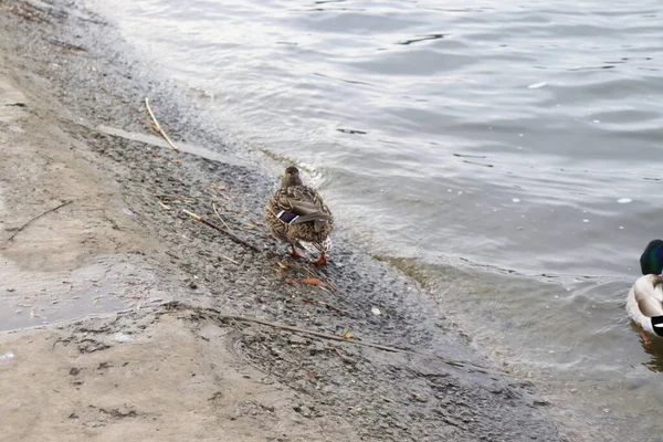 Pato Junto Río Pato Beige — Foto de Stock