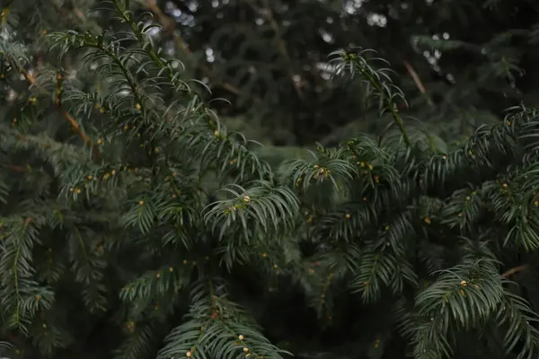 Ramos Verdes Arbusto Como Uma Árvore Natal — Fotografia de Stock