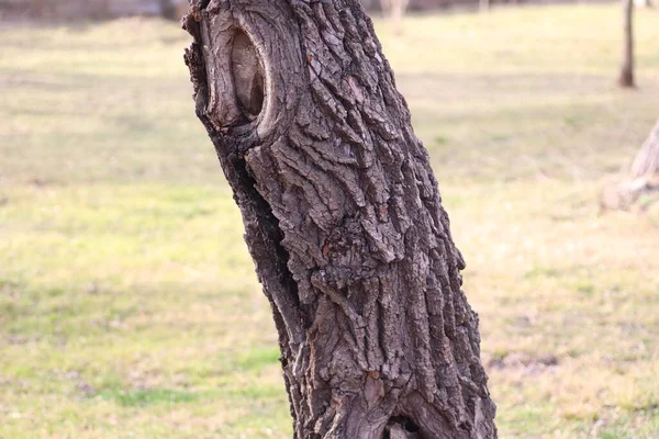 나무줄기는 하얗고 말랑말랑 가지이 — 스톡 사진