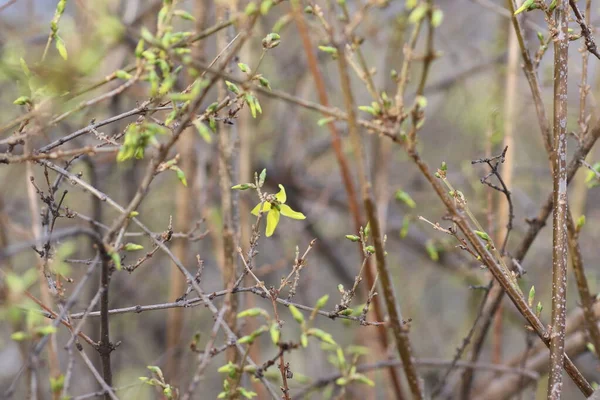 Hojas Verdes Como Fondo Hojas Verdes Jóvenes Primavera — Foto de Stock