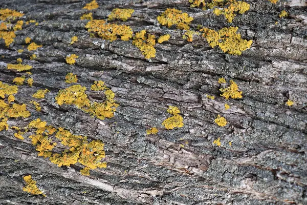 Moss Wood Yellow Moss Graysquare — Stock Photo, Image