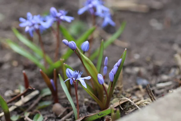 Erste Blüten Frühling Kleine Blaue Blüten — Stockfoto