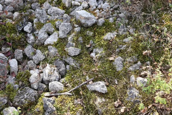 Gri Taşlar Üzerinde Yosun Arka Plan Gri Ile Yeşil — Stok fotoğraf