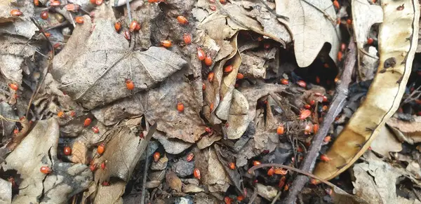 枯叶中的红色甲虫 树叶中的许多红色昆虫 — 图库照片