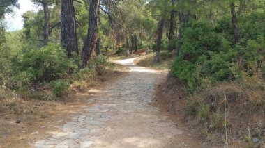 Parktaki güneşli bir günde güzel bir ormanın içinden geçen taş patika.