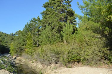 Güneşli bir günde taş patika, ormandaki göl