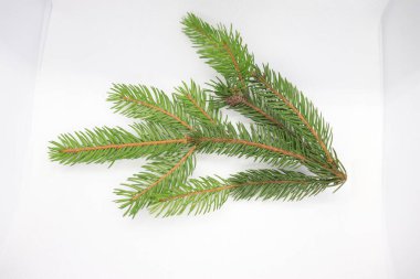 Ladin dalı ve altın bir çan, yeni yıl tatili