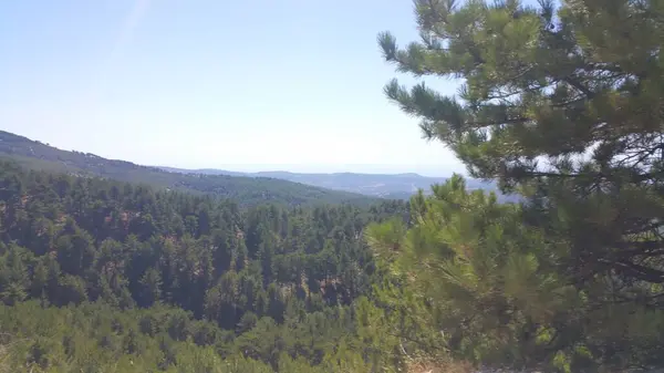 Väg Över Kullarna Grön Skog Bergen — Stockfoto