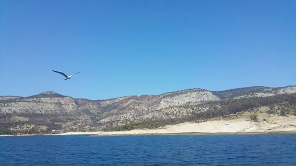 Espécies Marinhas Gaivota Mar Junto Ilha — Fotografia de Stock