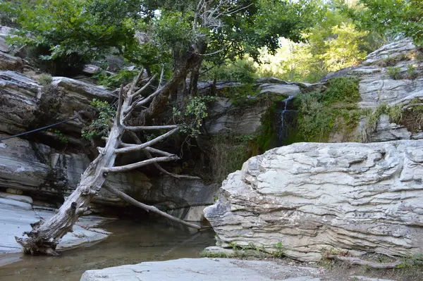 Small Waterfall Stones Dry Fallen Tree — Stock Photo, Image