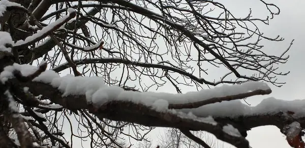 Гілки Взимку Листя Снігу — стокове фото