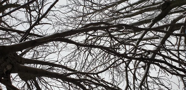 가지들 — 스톡 사진