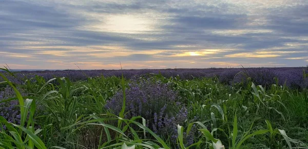 Lavendelfeld Gegen Himmel Und Sonnenuntergang — Stockfoto