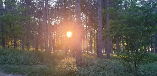 Lesní Mýtina Zelená Duha Slunce Svítí Mezi Stromy Západ Slunce — Stock fotografie
