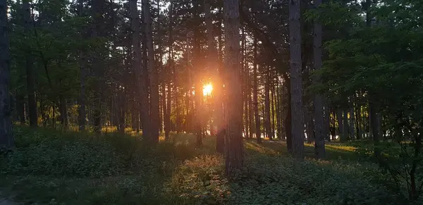 Orman Yeşili Gökkuşağı Güneş Ağaçların Arasından Parlıyor Ormanda Günbatımı — Stok fotoğraf