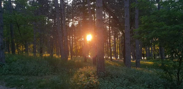 Lesní Mýtina Zelená Duha Slunce Svítí Mezi Stromy Západ Slunce — Stock fotografie