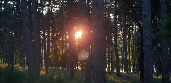 Waldlichtung Grün Und Regenbogen Die Sonne Scheint Durch Die Bäume — Stockfoto
