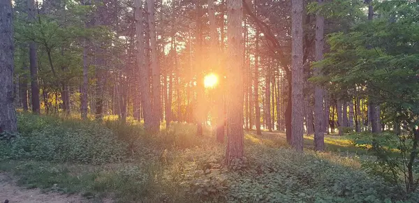 Stock image forest glade green and rainbow, the sun shines through the trees, sunset in the forest