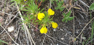 Küçük sarı çiçekler kalpler ve yerde yeşil yapraklar.