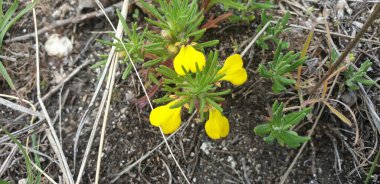 Küçük sarı çiçekler kalpler ve yerde yeşil yapraklar.