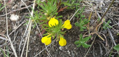 Küçük sarı çiçekler kalpler ve yerde yeşil yapraklar.