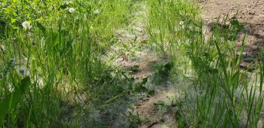 Yoldaki tüyler sise, yeşil çimenlere ve beyaz tüylere benziyor.