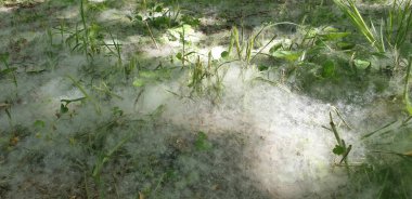 Yoldaki tüyler sise, yeşil çimenlere ve beyaz tüylere benziyor.