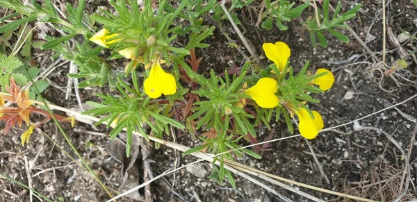 Küçük sarı çiçekler kalpler ve yerde yeşil yapraklar.