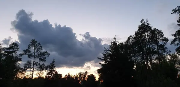 Ramas Árboles Atardecer Pino Verde Sol Través Las Nubes Grises — Foto de Stock