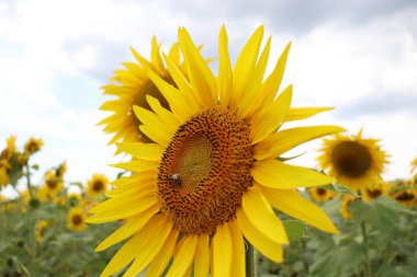 Güneşli bir günde çiçek açan sarı ayçiçekleri