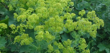 Parkın çiçek tarlasında çiçekler, yazın yeşil.