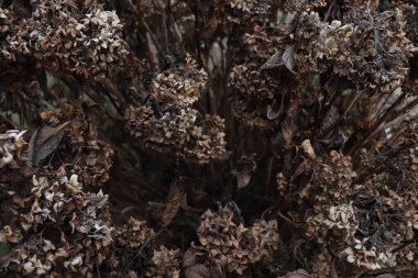 Kurumuş çiçekler, kış, kurumuş çiçeklerin arka planı