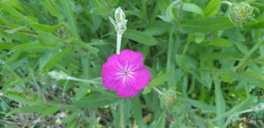 Güzel yeşil bir arka plan gibi rahatlatıcı çiçekler.