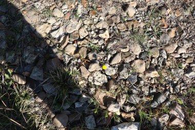 Küçük sarı taştan bir çiçek