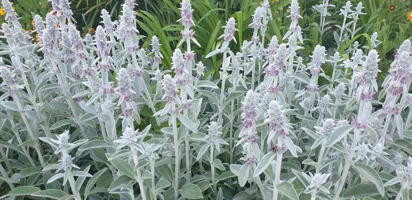 Flowers Flowerbed Park Green Summer — Stock Photo, Image