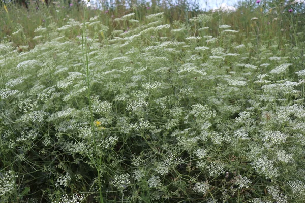 绿色背景上的小白花 田间植物 — 图库照片