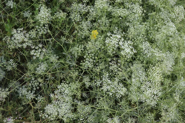 緑の背景に白い小さな花を咲かせ — ストック写真