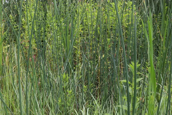 Background Green Reeds Summer Lake — Stock Photo, Image