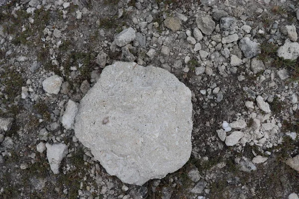 Surface Gray Stone Shells Texture Shells Soil — Stock Photo, Image