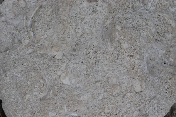 Surface Gray Stone Shells Texture Shells Soil — Stock Photo, Image